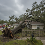 What to Do When a Tree Falls on Your Property in Florida