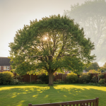 Why Should I Prune My Trees and How Often Is Too Often?