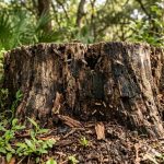 3 Hidden Dangers of Ignoring Tree Stumps
