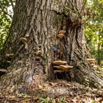 Close-up of a sick Live Oak tree trunk in Montverde, Florida, showing shelf fungi and bleeding canker seeping, indicating internal decay.